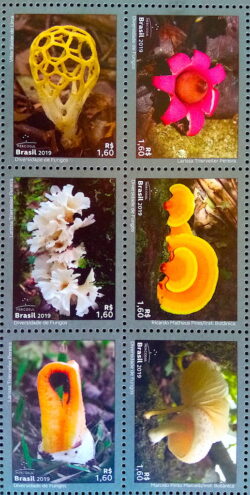 C 3821 Selo Diversidade de Fungos 2019