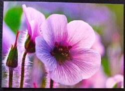 Cartão Postal 044 Portugal 2015 Flor Gerânio da Madeira Jardim Botânico