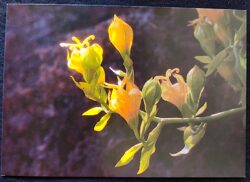 Cartão Postal 045 Portugal 2015 Flor Muchia Áurea Jardim Botânico