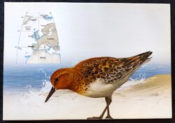 Cartão Postal 052 Portugal Ano Polar Internacional Ave Fauna