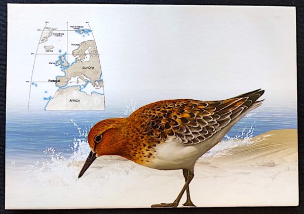 Cartão Postal 052 Portugal Ano Polar Internacional Ave Fauna 1