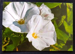 Cartão Postal 056 Portugal Flor Corriola Jardim Botânico