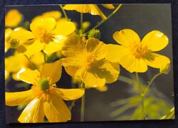 Cartão Postal 057 Portugal Flor Douradinha Jardim Botânico