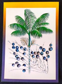 Cartao Postal Oficial dos Correios 1994 Acai