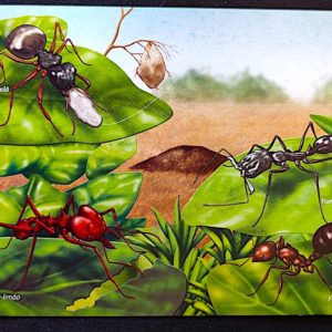 Cartão Postal Oficial dos Correios 2014 Formigas do Brasil
