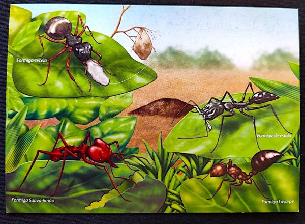 Cartão Postal Oficial dos Correios 2014 Formigas do Brasil 1