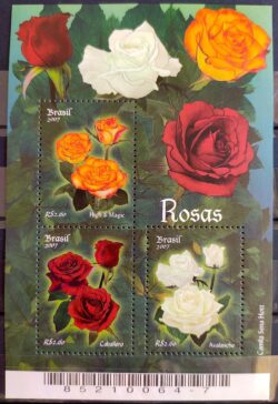 B 146 Bloco Rosas 2007