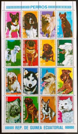 Guine Equatorial Cachorro