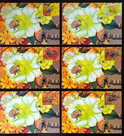 Maximo Postal 2015 Abelhas Melíponas Mel Cartao Postal CBC RN