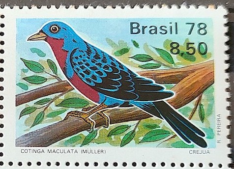 C 1037 Selo Passaros Brasileiros Fauna Ave Cotinga 1978