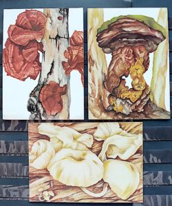 Cartao Postal 1984 Fungos Serie Completa