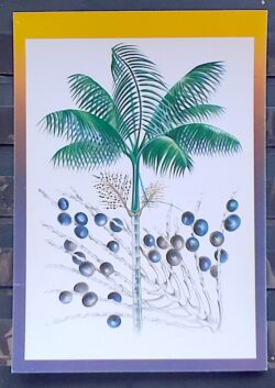 Cartao Postal 1994 Flora Karl Friedrich Phillip von Martius Acai do Para