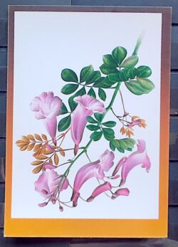 Cartao Postal 1994 Flora Karl Friedrich Phillip von Martius Caroba