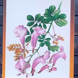 Cartao Postal 1994 Flora Karl Friedrich Phillip von Martius Caroba