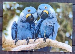 Cartao Postal 2010 Pantanal Fauna Passaro Arara