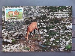 Maximo Postal 1982 Fauna Cervo CBC CPD MS