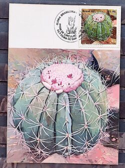 Maximo Postal 1983 Flora Cacto CBC BA Feira de Santana 2