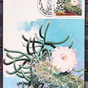 Maximo Postal 1983 Flora Cacto CBC BA Feira de Santana