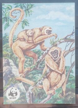Cartao Postal 1984 Fauna Macaco