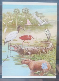 Cartao Postal 1984 Fauna Pantanal Onca Tuiuiu Capivara Jacare