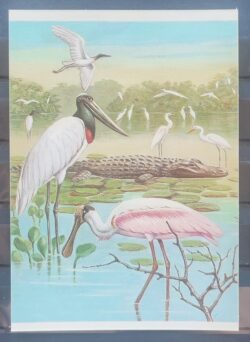 Cartao Postal 1984 Fauna Pantanal Tuiuiu Jacare