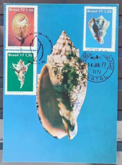 Maximo Postal 1977 Moluscos Fauna Marinha Cartao CBC RN
