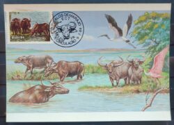 Maximo Postal 1984 Bufalos de Marajo Passaros Cartao CBC PA 2