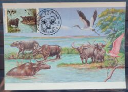 Maximo Postal 1984 Bufalos de Marajo Passaros Cartao CBC PA 3